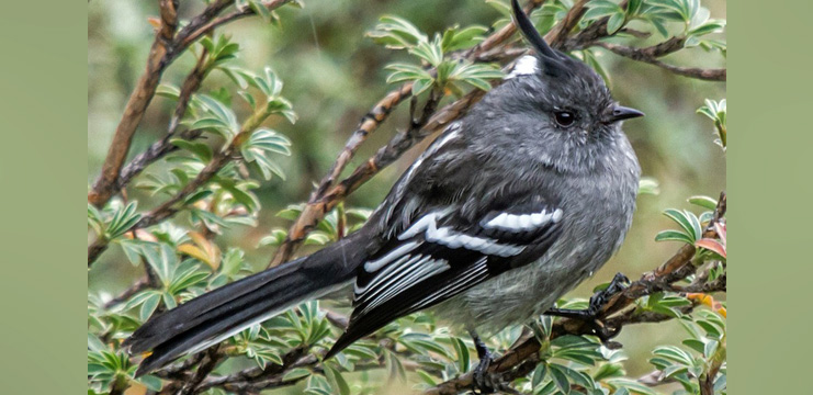 Ash-breasted Tit-Tyrant