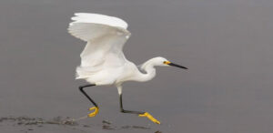 Snowy Egret