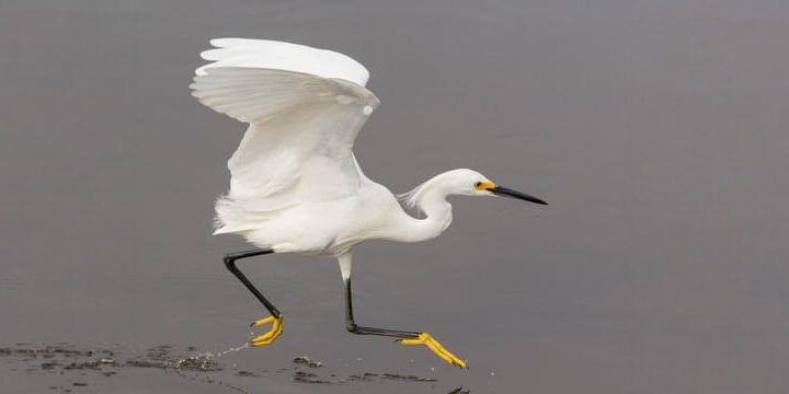 Snowy-Egret Snowy Egret