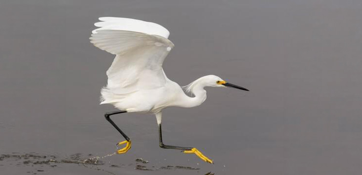 Snowy Egret