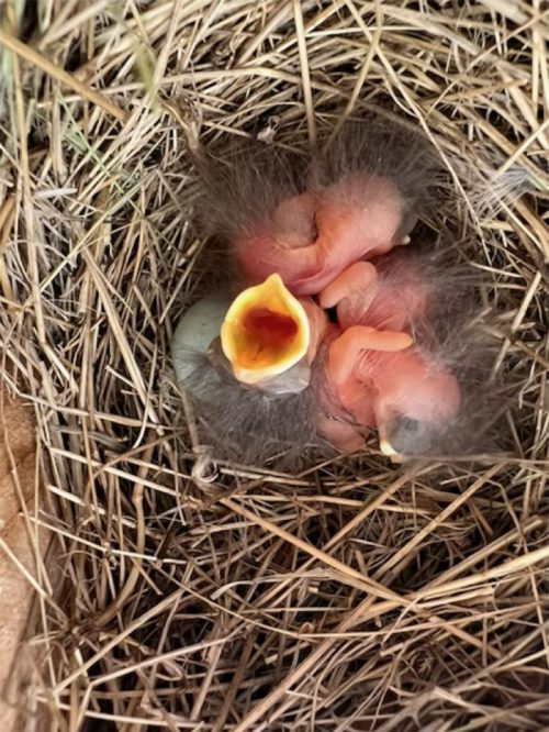 Bluebird eggs and hatchlings