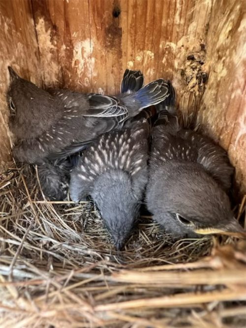 Bluebird fledglings